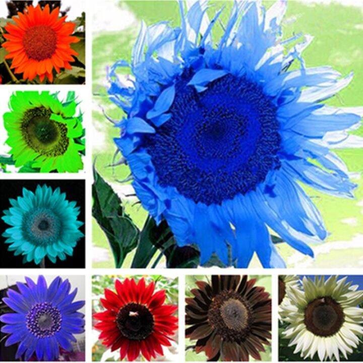 Hot sale 120 pcs sunflower seeds,sunflower seeds for planting,bonsai flower seeds,10 colours