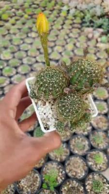 ( PRO+++ ) โปรแน่น.. ต้นเพชร โลบีเวีย Lobivia ดอกคละสี #เพชร #cactus #แคสตัส ราคาสุดคุ้ม พรรณ ไม้ น้ำ พรรณ ไม้ ทุก ชนิด พรรณ ไม้ น้ำ สวยงาม พรรณ ไม้ มงคล