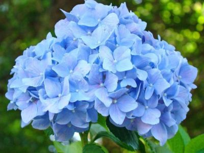 20 เมล็ด เมล็ดไฮเดรนเจีย Hydrangea Seeds สีฟ้า ไฮเดรนเยียสายพันธุ์ฝรั่งเศส ของแท้ 100% อัตรางอก 70-80% มีคู่มือปลูก ปลูกในกระถางได้