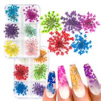 【hot】₪  12Pcs/box Dried Flowers Decorations Real Stickers Manicure Charms Designs Nails Accessories