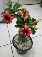 12 เมล็ด เมล็ดพันธุ์ ชวนชม สายพันธุ์ไต้หวัน ดอกชั้นเดียว Adenium seed กุหลาบทะเลทราย Desert Rose ราชินีบอนไซ อัตรางอก 80-90% มีคู่มือการปลูก