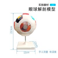 Human eye model 6 times magnified medical teaching simulation eyes structure model can remove the 6 parts