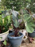 บอน บอนโคโลคาเซีย แบล็คมาร์เบิล  Colocasia Black mable สายพันธุ์แท้ แบบตัดสด ชำเอง ใบใหญ่สีเขียวแก่ แต่งแต้มด้วยรอยด่างสีน้ำตาลแดง หายาก