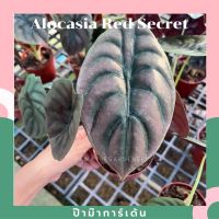 Woww สุดคุ้ม ต้นอโลคาเซีย คูเปีย เรดซีเครท Alocasia Cuprea Red Secret ราคาโปร พรรณ ไม้ น้ำ พรรณ ไม้ ทุก ชนิด พรรณ ไม้ น้ำ สวยงาม พรรณ ไม้ มงคล