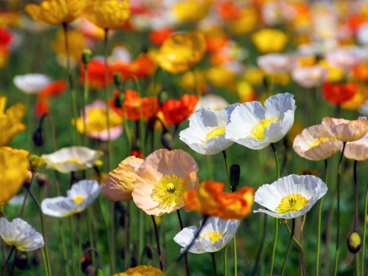 เมล็ดพันธุ์-ไอซ์แลนด์ป็อปปี้-papaver-nudicaule-iceland-poppy-1000-เมล็ด-เมล็ดพันธุ์นำเข้าจาก-อังกฤษ