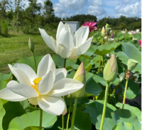 5 เมล็ดพันธุ์ บัว สายพันธุ์ PRINCESS KENNEDY OF TEN MILE CREEK LOTUS สีขาว เพาะปลูกและเก็บเมล็ดในไทย ขยายพันธุ์ในไทยได้ สายพันธุ์นิยมปลูกที่สุดในโลก