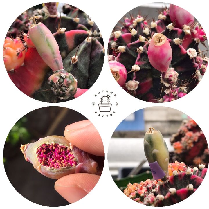 พร้อมส่ง-โปรโมชั่น-เมล็ดยิมโนด่าง-gymnocalycium-เมล็ดเพชร-แคคตัส-เริ่มต้นเมล็ดละ-0-5-ส่งทั่วประเทศ-พรรณ-ไม้-น้ำ-พรรณ-ไม้-ทุก-ชนิด-พรรณ-ไม้-น้ำ-สวยงาม-พรรณ-ไม้-มงคล