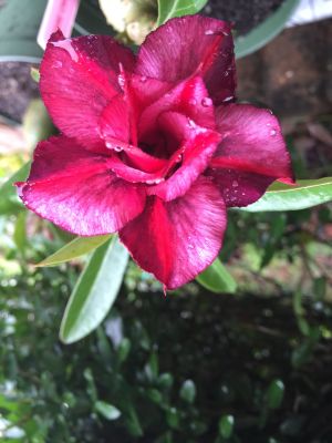 12 เมล็ด เมล็ดพันธุ์ ชวนชม สายพันธุ์ไต้หวัน ดอกสีแดง Adenium Seeds กุหลาบทะเลทราย Bonsai Desert Rose ราชินีบอนไซ อัตรางอกสูง 70-80%