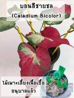 บอนชายชล (Caladium Bicolor) ไม้เพาะเลี้ยงเนื้อเยื่อ อนุบาลแล้ว