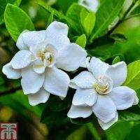 10 Plant Seeds เมล็ดพันธุ์ มะลิซ้อน Jasmine flower Seeds มีคู่มือพร้อมปลูก อัตรางอก 80-85%