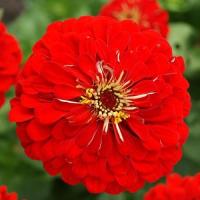 เมล็ดพันธุ์ ดอกบานชื่นสีแดง (Red Cherry Queen Zinnia Seed) บรรจุ 100 เมล็ด คุณภาพดี ของแท้ 100%