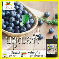 เมล็ดพันธุ์ บลูเบอร์รี่ 20 เมล็ด Blueberry Seeds เมล็ดพันธุ์แท้100% นำเข้าจากต่างประเทศ ถูกดี เบอร์รี่ ขายดี ปลูกง่าย