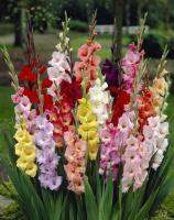 ดอกซ่อนกลิ่นฝรั่ง10หัว/ชุด คละสี แกรนดิโอลัส (Gladiolus) หรือ เป็นดอกไม้แห่งคำมั่นสัญญา ความรักความผูกพัน ดอกแห่งรักแท้