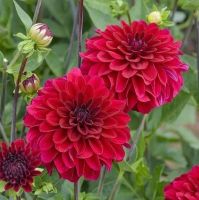 1 หัว/ออเดอร์ รักเร่ Dahlia Bulbs สายพันธุ์ STRONGFIRE หัวรักเร่ ดอกไม้ หัวหน่อ เหง้า นำเข้า เนเธอร์แลน หัวสดใหม่