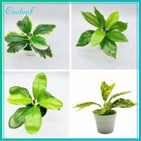 COOLEAF โมเดลทิวทัศน์ อุปกรณ์ปาร์ตี้ ของตกแต่งบ้าน หญ้าเทียม การจำลอง Scindapsus กระถางสีเขียวเหมือนจริง บอนไซพืชประดิษฐ์