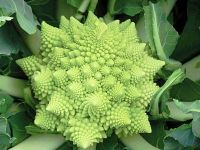 โรมาเนสโก้ บร็อคโคลี่ (romanesco broccoli)