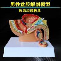 Prostatic urethra male quick delivery medical model of genitourinary system inside and outside the female pelvic floor muscles organs