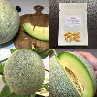 เมล็ดพันธุ์ เมล่อน อะโรม่า กรีน  MELON AROMA GREEN TA244 เมล่อนเนื้อเขียว เมล่อนเนื้อนุ่ม