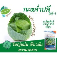 เมล็ด กะหล่ำปลี (Cabbage)​ พันธุ์ โดริ1 240 เมล็ด  ใหญ่แน่น เขียวมัน หวานกรอบ นำเข้าจากญี่ปุ่น