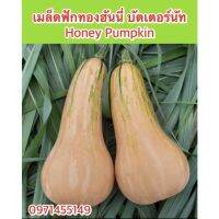 เมล็ดพันธุ์ ฟักทอง ฮันนี่นัท