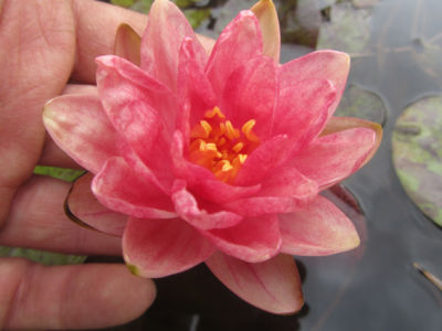 5 เมล็ด บัวนอก บัวนำเข้า บัวสายพันธุ์ Berit Strawn LOTUS Seeds สีชมพู บัวแคระ พันธุ์เล็ก จิ๋ว ปลูกในสภาพอากาศประเทศไทยได้ ขยายพันธุ์ง่