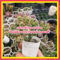 MAI พลุทอง พร้อมกระถาง (Cylindropuntia spinosior) ดอกไม้ไฟ  แคคตัส กระบองเพชร ดอกไม้ไฟ มีราก ต้นไม้ตาย ระหว่างขนส่ง เคลมฟรี