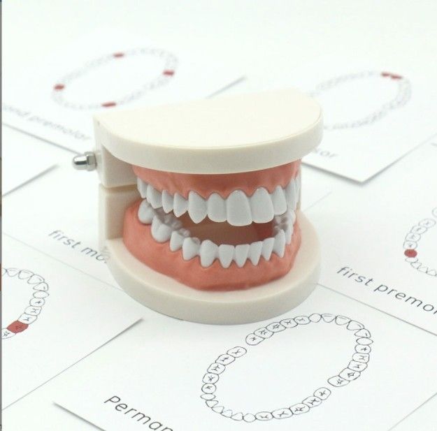 โมเดลฟัน-สอนผ่านโมเดลนี่เล้ยยย-พร้อมการ์ดความรู้-บอกตำแหน่งฟันและลำดับของฟัน
