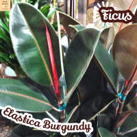 [ยางอินเดียดำ] Ficus Elastica Burgundy ส่งพร้อมกระถาง ไม้ใบ ไม้ดอก ไม้ประดับ ไม้ด่าง ไม้สวยๆ ใบใหญ่ ไม้ฟอกอากาศ ไม้เลี้ยงในร่ม ไม้ร่ม ใบด่าง