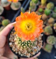 กระบองเพชร Echinopsis  Fire dance  อิชินอปซิส ระบำเพลิง ดอกพลิ้วสีทูโทนส้มเหลือง