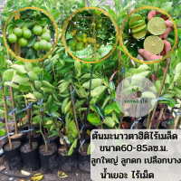 ต้นมะนาวตาฮิติ ไร้เมล็ด รับประกันต้น 15 วัน พร้อมปลูก ขนาดต้น60-85 ซ.ม.