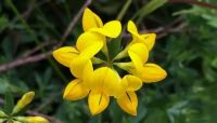 เมล็ดพันธุ์ Lotus corniculatus birds foot trefoil 500 เมล็ด เมล็ดพันธุ์นำเข้าจาก อังกฤษ.