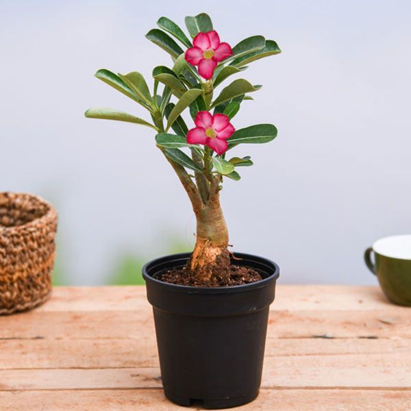 10-เมล็ด-เมล็ดพันธุ์-bonsai-ชวนชม-สายพันธุ์ไต้หวัน-สีชมพู-adenium-seed-กุหลาบทะเลทราย-desert-rose-ราชินีบอนไซ-มีคู่มือปลูก-นำเข้าจากไต้หวัน