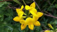 เมล็ดพันธุ์ Lotus corniculatus birds foot trefoil 500 เมล็ด เมล็ดพันธุ์นำเข้าจาก อังกฤษ