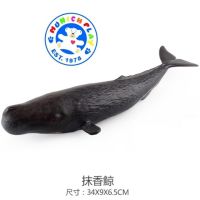 Munich Play - โมเดล ปลาวาฬสเปิร์ม Whale Sperm แบบนิ่ม 34.00 CM (จากหาดใหญ่)