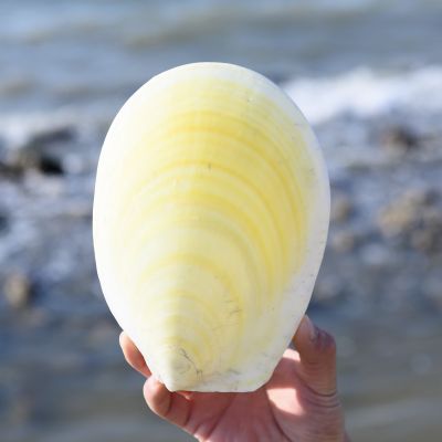 （READYSTOCK ）🚀 Natural Conch Yellow Ha Shell Extra Large Yellow Clam Shell Conch Coral Fish Tank Aquarium Landscape Decoration Diy Material YY