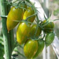 50 เมล็ดพันธุ์ มะเขือเทศ ผลสีเขียว Green Tomato Seeds มีคู่มือพร้อมปลูก อัตรางอก 80-85%