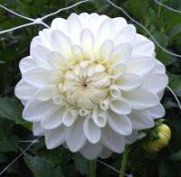 1 เหง้า/ชุุด รักเร่ Dahlia Bulb สายพันธุ์ Blizzard หัวรักเร่ ดอกไม้ ดอกรักเร่ เหง้า นำเข้า ยุโรป หัวสดใหม่ ผ่านการแช่เย็นแล้ว