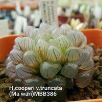 H.cooperi v.truncata (Mawari) MBB386 A116  Haworthia Hybird Thailand (ส่งทั้งกระถาง) ไม้อวบน้ำ ต้นไม้ประดับ ไม้ต่างประเทศ  Scuculnt