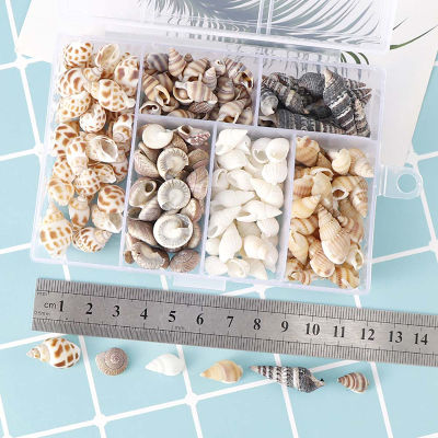 CK About 100Pcs/Box Natural Conch Shells Aquarium Landscape Seashells Crafts Decor