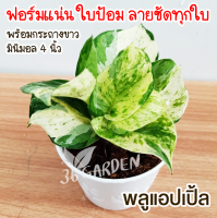 พลูแอปเปิ้ลด่าง (Epipremnum aureum) Manjula pothos ต้นไม้ในร่ม ไม้ด่าง ไม้ใบด่าง