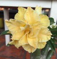 8 เมล็ด เมล็ดพันธุ์ ชวนชม สายพันธุ์ Yellow Star สีเหลือง Desert Rose Adenium Seed กุหลาบทะเลทราย ราชินีบอนไซ มีคู่มือปลูก ปลูกประดับบ้าน เป็นมงคล