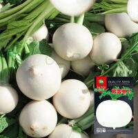 เมล็ดไชเท้าหัวกลม 500เมล็ด Radish Seed หัวผักกาด เมล็ดพันธุ์หัวไชเท้ากลม