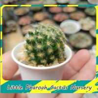 แมมขนนกเหลือง Mammillaria schiedeana ขนาด 3-4 ซม. จัดส่งทั้งกระถาง