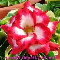 11 เมล็ด เมล็ดพันธุ์ Home Seed  ชวนชม สายพันธุ์ไต้หวัน ดอกซ้อน Adenium Seeds กุหลาบทะเลทราย Desert Rose ราชินีบอนไซ อัตรางอกสูง 80-90% มีคู่มือปลูก