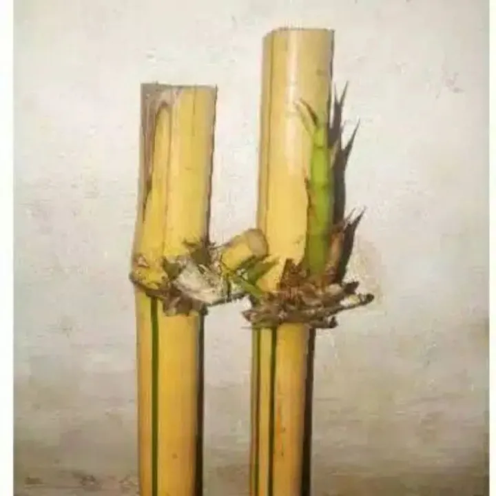 Stek Bambu Kuning Lazada Indonesia 0660