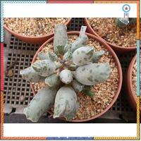 Adromischus cooperi var. festivus อโดรมิสคัส คูปเปอรี เฟสติวัส ยอดขายดีอันดับหนึ่ง