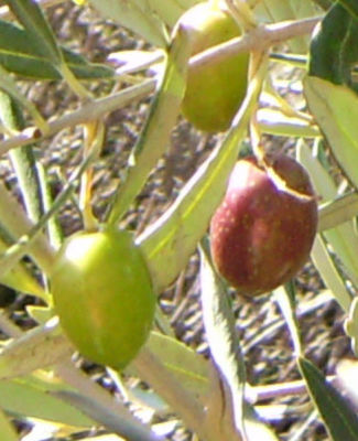 ต้นมะกอก พันธุ์พิควอล Picual Olive สายพันธุ์จากสเปน ต้นไม้นำเข้า