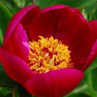 20 เมล็ด เมล็ดโบตั๋น ดอกโบตั๋น ดอกพีโอนี (Peony) สีแดง Red Peony ดอกไม้นี้​เป็นสัญลักษณ์ของความมั่งคั่งร่ำรวย ความซื่อสัตย์ อัตรางอกสูง 70-80 %