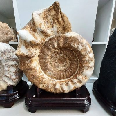 ฟอสซิลแอมโมไนต์ Ammonite ขนาดใหญ่จากมาดากัสการ์ 34.4 กิโลกรัม ดึงดูดพลังงานที่ดี ดึงดูดความเจริญรุ่งเรือง
