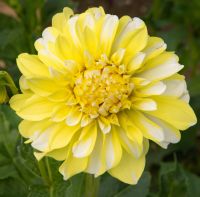 1 เหง้า/ชุุด รักเร่ Dahlia Bulb สายพันธุ์ Hollyhill Lemon Ice หัวรักเร่ ดอกไม้ หัวหน่อ เหง้า นำเข้า เนเธอร์แลน หัวสดใหม่